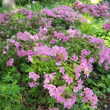 Haus Waldheim Gasthof